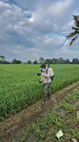 Gass lagi🔥#petaniindonesia🇮🇩🇮🇩🇮🇩🌿🌿 #petanipadi #petani #petanimuda #petanimilenial 