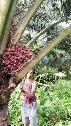 panen kelapa sawit #kelapasawit #egreksawit #buahsawit #sawit #suryasawitfishing #fypviralシ #fyppppppppp 