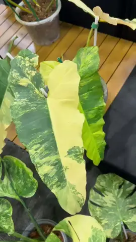 florida beuty x billeteae 