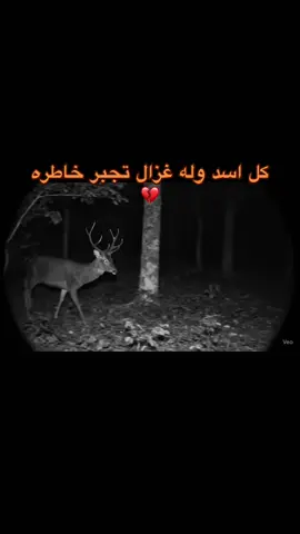 كل اسد وله غزال تجبر خاطره💔#اللحن_الحزين💔 #مشاغب_نجران #اللحن_الحزين💔😴 #نجران_الان #اكسبلورexplore @اللحن الحزين✔️ 