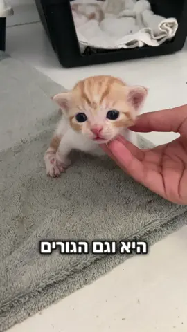 איך אפשר שלא להתאהב בסול? 🥹❤️