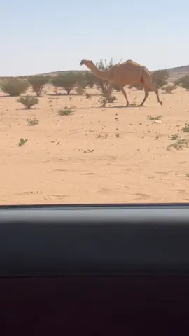 #اكسلبور #الهضب #المشاعبة_سبيع #ثواب_السبيعي #لمغاتير 