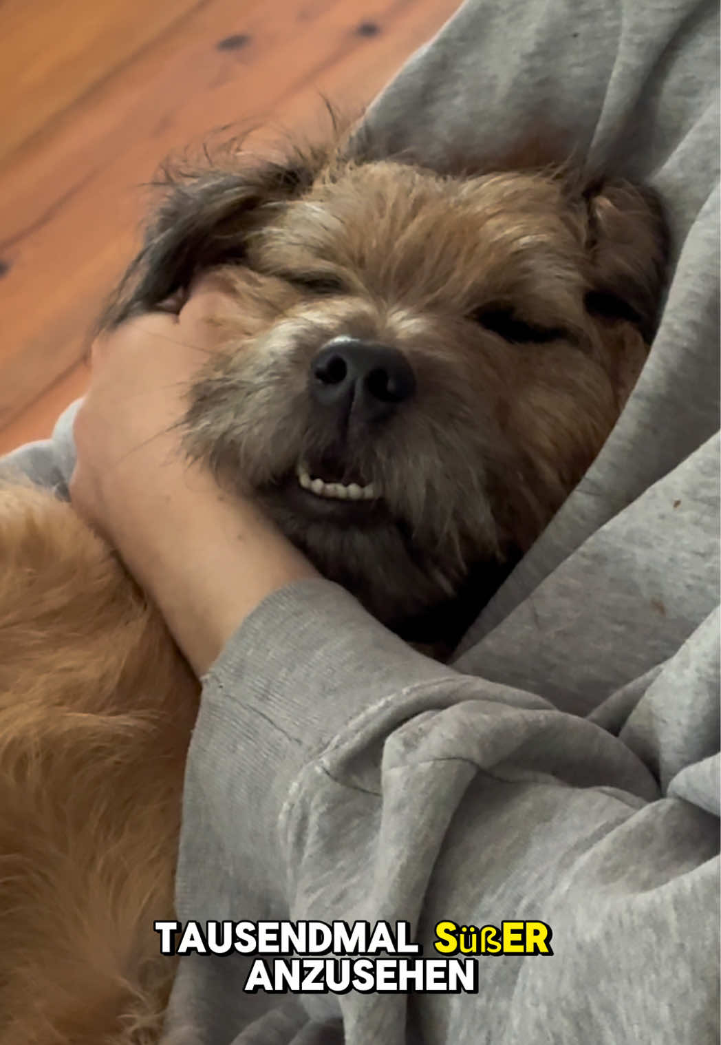 Ich heiß Otto, ich wurd vor 198 Tagen adoptiert und mein Leben könnte besser nicht sein