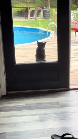 Please Let Me In! #catsoftiktok #sillycat #letmein #heyma 