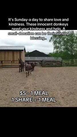 #animalrescuer #donkeysofinstagram #donkeyrescue #donkeyears #LanguageLearning 