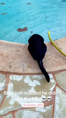 #cat #cats #catsoftiktok #catlover #funny #foryou #funnyvideos #viral #fypシ #funnytiktok #usa🇺🇸 