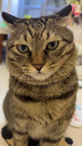 The kitten's mouth is stupid and can't quarrel with me.#fyp #jinjin #CatCare 