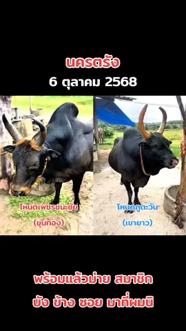 1.6กิโล#โหนดเพชรนะชัย#โหนดภูตะวัน🐂❤️‍🔥 #วัวชนเงินล้าน #ไอ้ยาวเขาเหล็ก #วัวชน 
