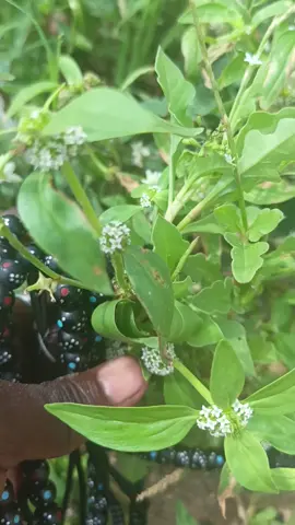 #alhamdulillah_for_everythin_🥀_🥀🤲 #alhamdulillah_for_everythin_🥀_🥀🤲 #alhamdulillah_for_everythin_🥀_🥀🤲 #maidugori #tiktok 