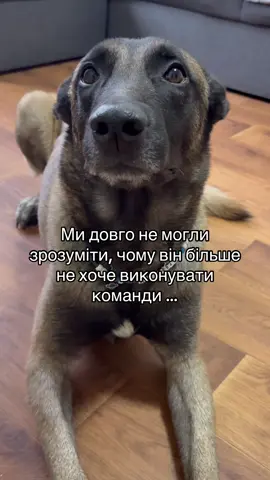 #malinois#dogsoftiktok#tiktokdogs#DogTraining#fyppppppppppppppppppppppp 