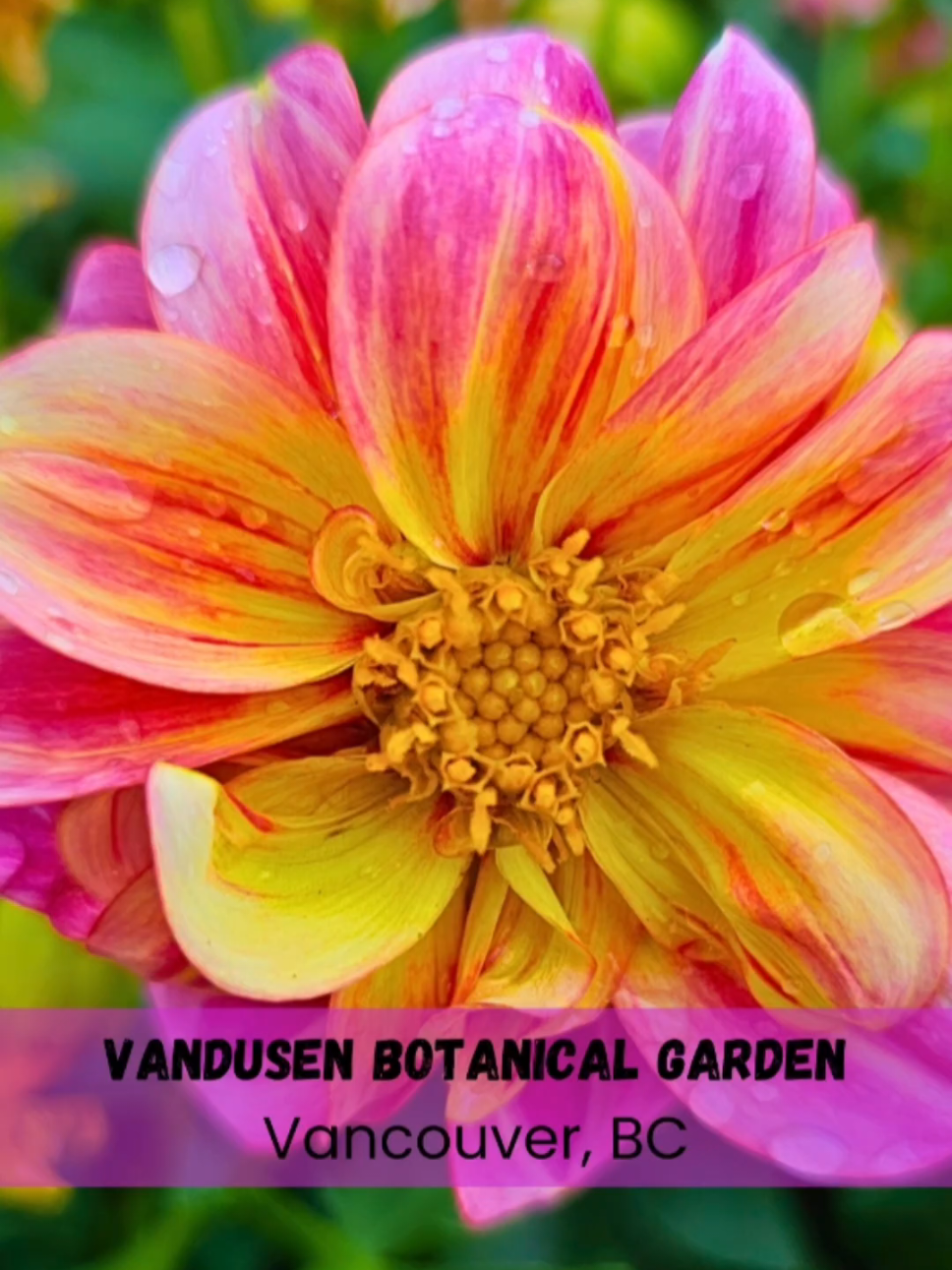 ❓How many plants does it take to throw a garden party? Just one—but they’ll totally leaf you impressed! 🍃 📍 VanDusen Botanical Garden 📌 Vancouver, BC 🌿 VanDusen Botanical Garden: Where Plants and People Both Try to Look Cool 🌸 Step inside VanDusen and suddenly you’re in a world where flowers throw shade, trees silently judge your sneaker game, and squirrels are low-key running the place like tiny, furry CEOs. 🌷 The flowers? A colorful squad that’s way more put together than your last Zoom meeting outfit. Roses smelling like they just stepped out of a spa, tulips popping off like they own the runway, and those mysterious bushes that seem to whisper, “You’re not worthy.” 🌦️ Weather? Classic Vancouver—sunny one minute, “surprise” drizzle the next. Bonus: The garden looks even more magical when you’re trying to dodge raindrops like an overenthusiastic ninja. 🌳 Did you know VanDusen Botanical Garden spans 55 acres and features over 7,500 plant species? Yeah, it’s basically a plant city with better landscaping. 📸 Pro tip: Bring your camera, but beware. The plants have better angles than you. Also, don’t try to outshine the rhododendrons—they don’t mess around. 💬 Come for the flowers, stay because you got distracted chasing a butterfly and now you’re officially lost in paradise. <<<---------------------->>>  👋 Hi there!✨ We’re Buck & RaeLynn — a full-time RV couple exploring the beautiful backroads and hidden gems of the U.S. in our DRV Fifth Wheel. Along for the ride is our adventurous Bengal cat, Ramsey, who’s always ready to chase a new horizon. 🌄 From mountain trails to seaside sunsets, we’re on a mission to discover unforgettable places, meet incredible people, and share our journey along the way. 🚗Come along for the ride — the road is calling! 🌴 🎬 TikTok: https://www.tiktok.com/@nomadicinnature 🎬 YouTube: https://www.youtube.com/@NomadicInNature . . . #VancouverAdventures #VanDusenBotanicalGarden #VanDusenGarden #BotanicalGarden #VancouverNature