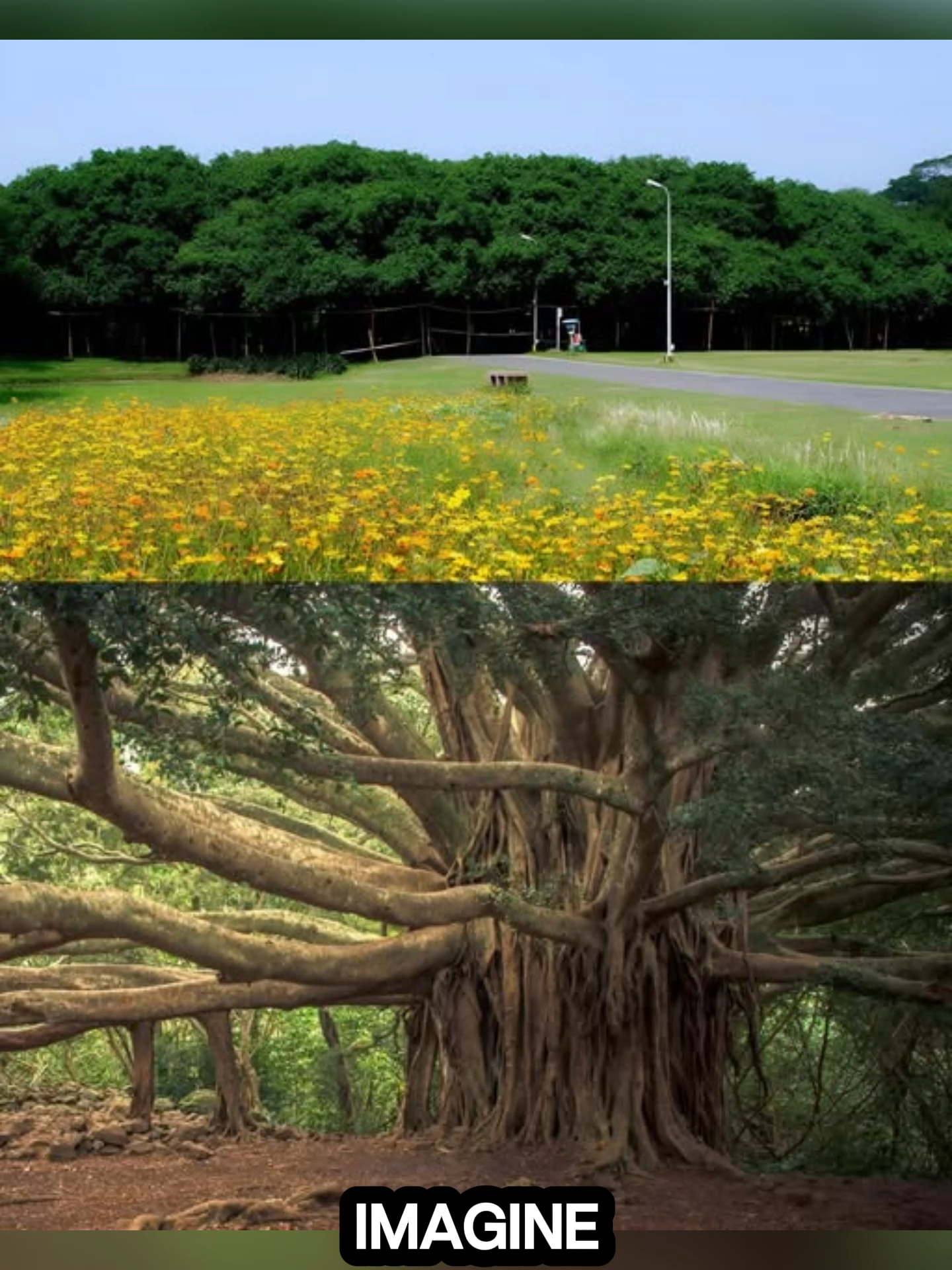 The Tree That Became a Forest | The Great Banyan of India 🌳 #Inspirational #viral #tik #story