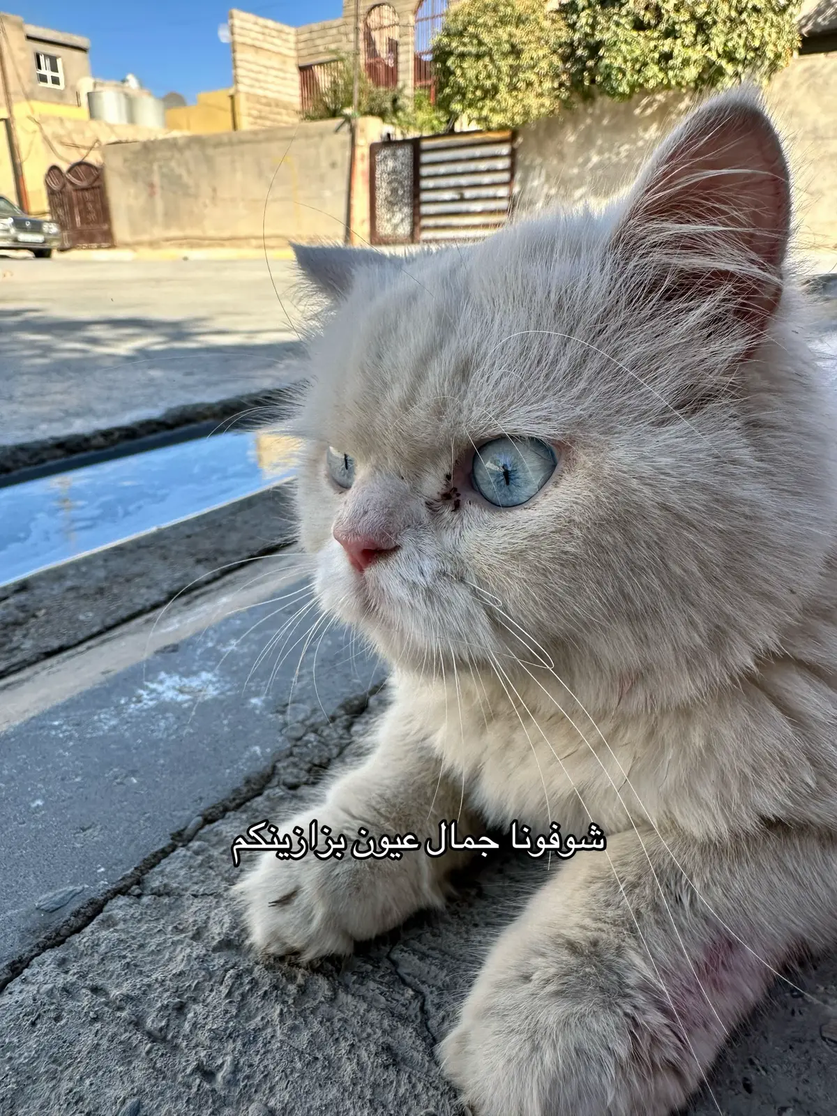 #cat #fyp #foryoupage #العراق 
