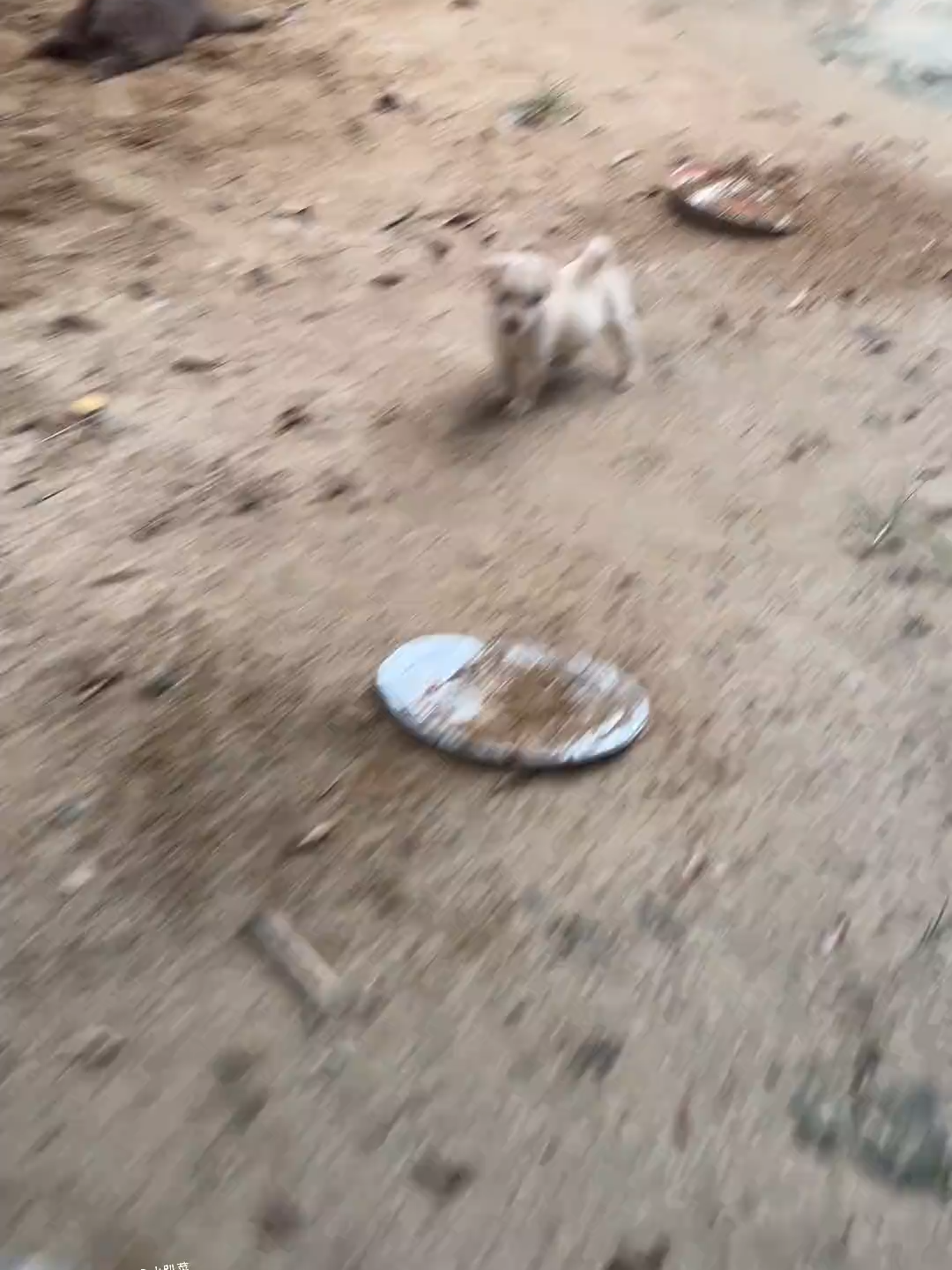 #cutedogvideo #foryoupage❤️❤️ #dogloversfeed #viralvideos #doggo