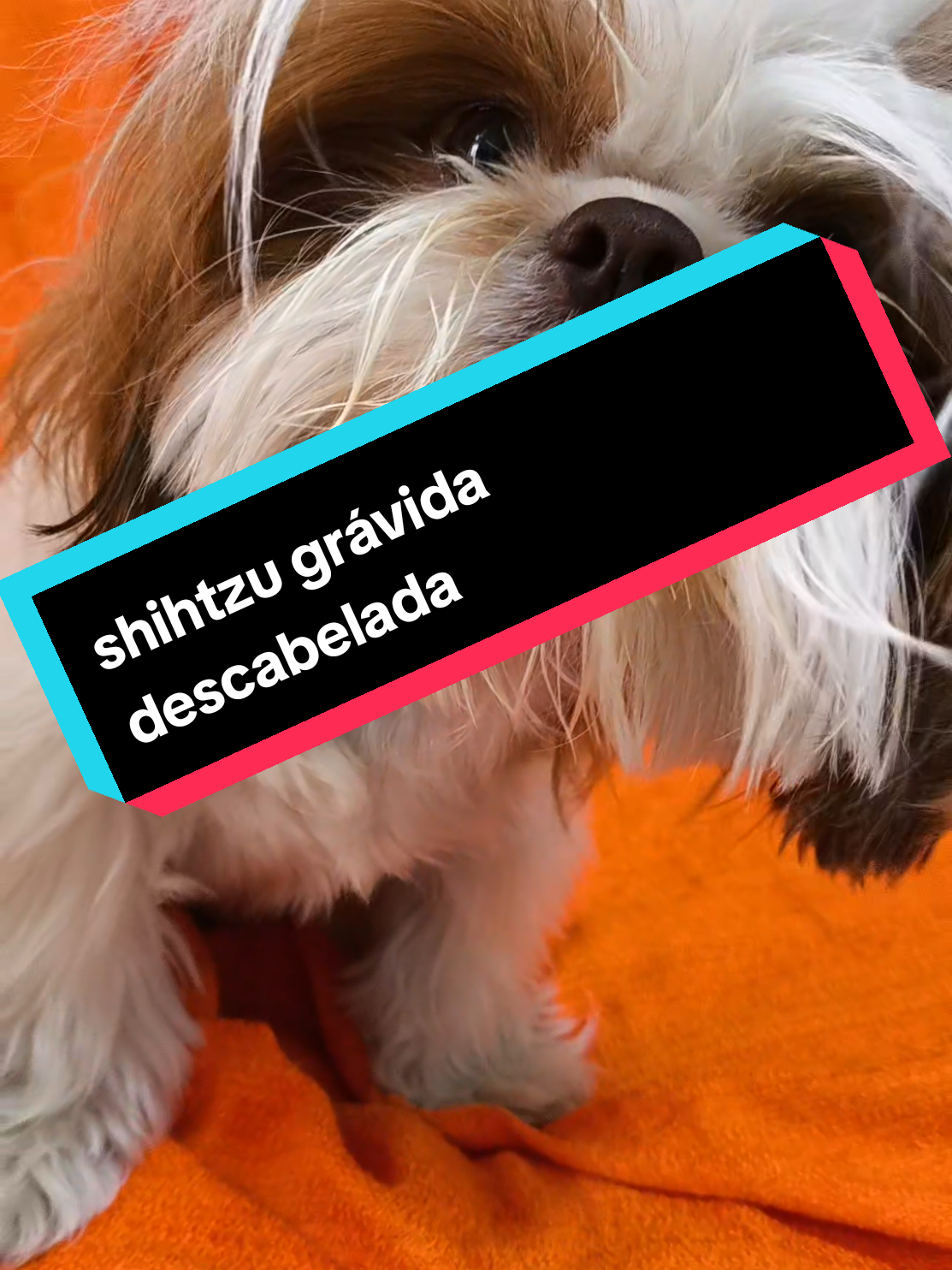 shihtzu grávida descabelada 🐶🐶 #cachorro #shihtzu #pets #gravida  #cachorros 