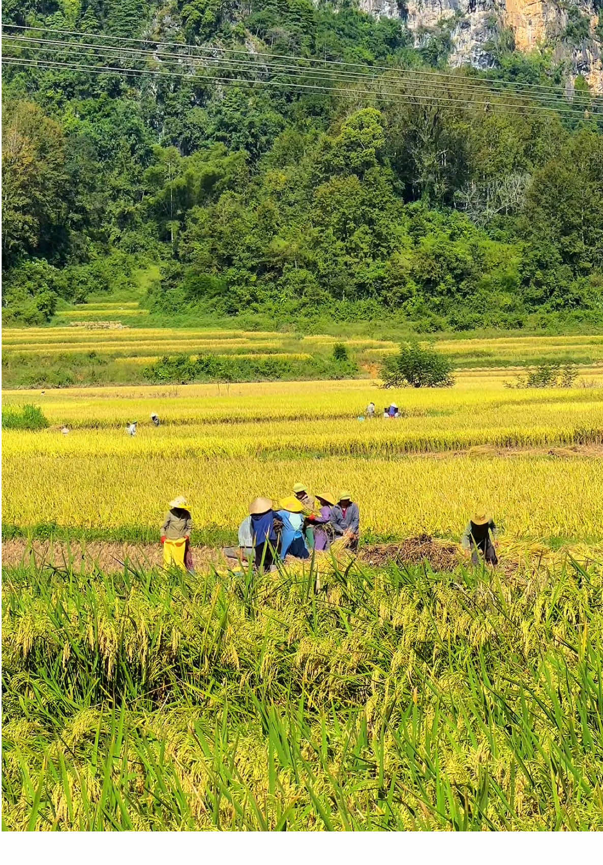 Sau cơn bão số 10 gây thiệt ngập úng hết hoa màu thì hôm nay tranh thủ trời nắng bà con đang tranh thủ gặt và phơi những hạt thóc của mùa vụ mới 🌾🌾🌾 ________________  #CAOBANG | Mùa Gặt  #CAOBANG #caobangdidau #checkincaobang #dicungminh 