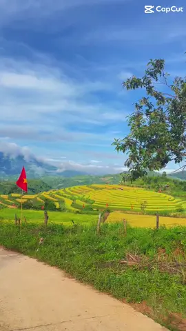 Chỉ còn mấy ngày nữa là gặt hết rồi mọi người lên săn ảnh đẹp tại PÚ NHi chưa ạ ??? Ruộng Bậc Thang tại Điện Biên  #trending 