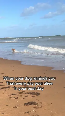 Luna living her best life #free #bestday #dogsrunningfree