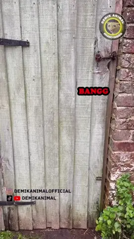 @Demik Animal Official #dubbing #funnyanimals #fy #fyppppppppppppppppppppppp 