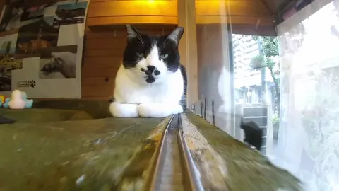 小さなジオラマの上で暮らす猫たち🐾 ここは、命と愛がめぐる場所。 あなたの優しさが未来を変える💖 PayPal👉 https://www.paypal.me/diocat #保護猫 #ジオラマ食堂 #RescueCats #AdoptCats #猫カフェ大阪     @Cats Wonderland Osakabay 大阪文化館 