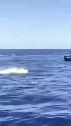 #dolphins #