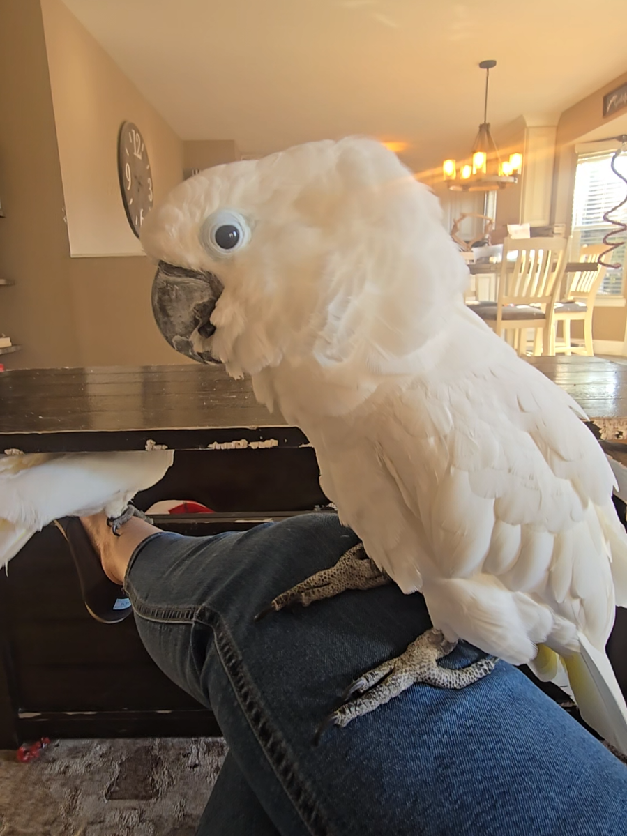 Love my feathered dinosaurs #sofiebirdromeoandcharlie #funnybirdvideos #birdsoftiktok #parrotsoftiktok #fyp 