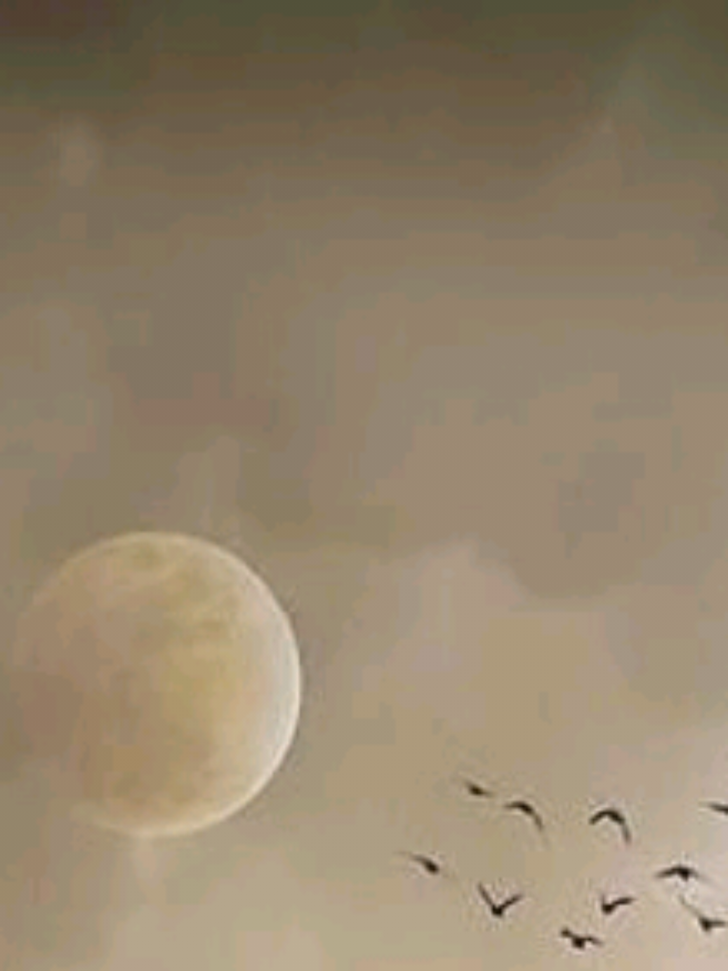 #حكم_وأقوال #كلام_من_ذهب #خواطر_إسلامية_مريحة_💙 #اقتباسات_عبارات_خواطر🖤🦋❤️ #مشاهدات 