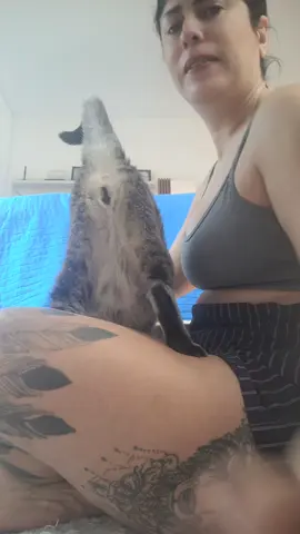 Dia de banho dos felas 🐈
