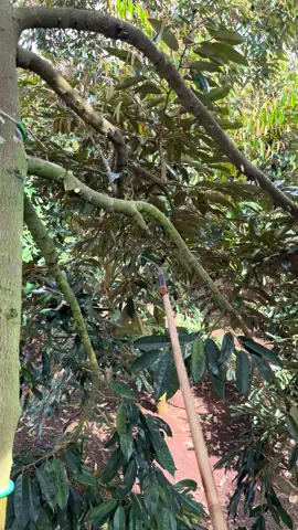 Tỉa lại dàn cành bắt đầu mùa vụ mới thôi các bác.. !#xuhuong #sầuriêng #fyp #47daklak 