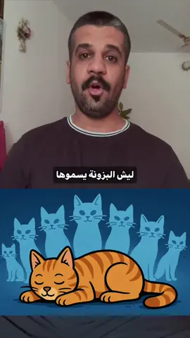 ليش و ليش . #بيج_وتووتا_للقصص 