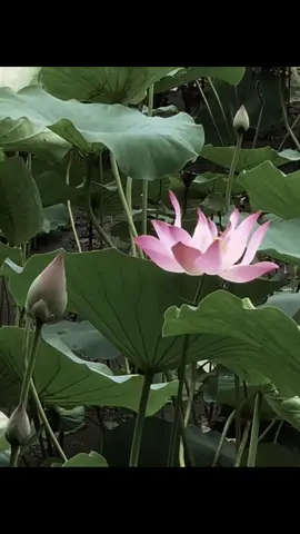 hôm qua người còn đó sáng nay người về đâu?..#chualanh #binhyen #phatphapchualanh #hoasen 