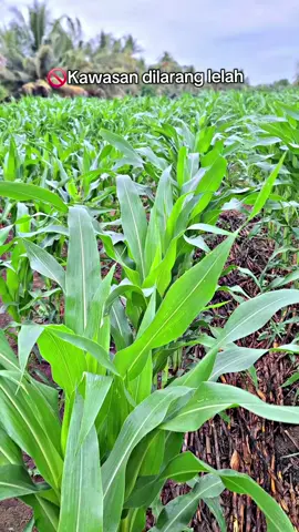 Pesona jagung Nk umur 37hst #petanimuda #petanijagung🌽 #petaniindonesia🇮🇩🇮🇩🇮🇩🌿🌿 