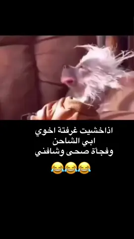 🤣🤣#الشعب_الصيني_ماله_حل😂✌️#مالي_خلق_احط_هاشتاقات🦦 #😂😂😂😂😂😂😂😂😂😂😂😂 #balloongiftbox #handheart