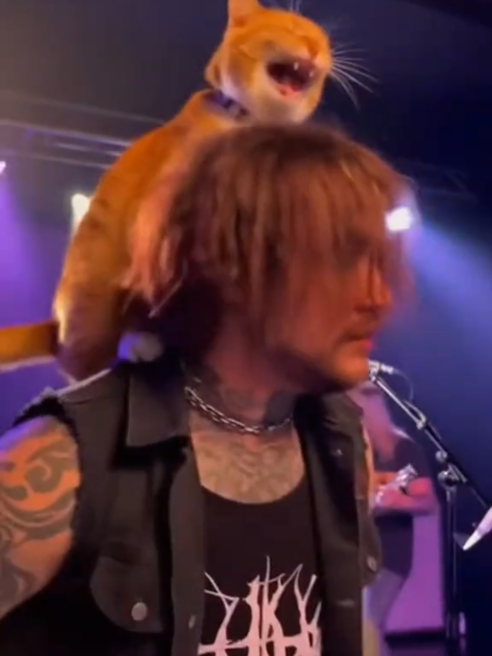 #cats #funnyvideos #แมวสายว๊าก #ทาสแมว #rockcat 
