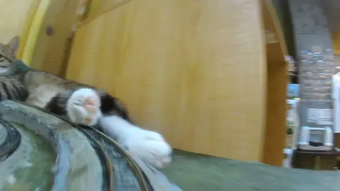 In the peaceful diorama world of Diorama Shokudo, over 150 rescued cats are waiting for love. Each cat carries a story — of rescue, recovery, and hope. This café is not just a place to see cats — it’s a place where lives connect. Please visit and find your forever friend. 🐾 150匹の保護猫たちが暮らす「ジオラマ食堂」🐾 列車の走る街で、みんな新しい家族との出会いを待っています🚂💖 あなたの優しさが、命を未来へつなぎます。 支援はこちら 👉 https://www.paypal.me/diocat #ジオラマ食堂 #保護猫 #AdoptDontShop #RescueCats #猫のいる暮らし   @Cats Wonderland Osakabay 大阪文化館 
