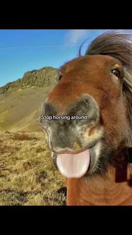 #meme #fyp #memetok #horse #brainrot 