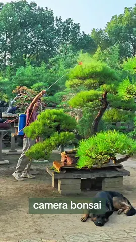 khu vườn bonsai đẹp #caycanh #bonsai 