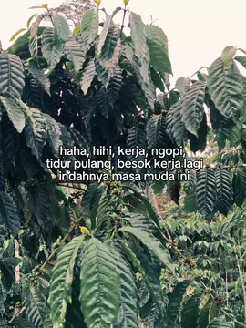 🤪#petanikopimilenial #sobattani #fypシ #fyp 