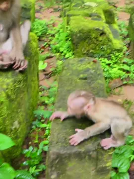 Reject milk from Mom Monkey make Kid Cry loudlly ! #abandoned #babymonkey🐒❤️ #Monkey #babymonkey #Animals