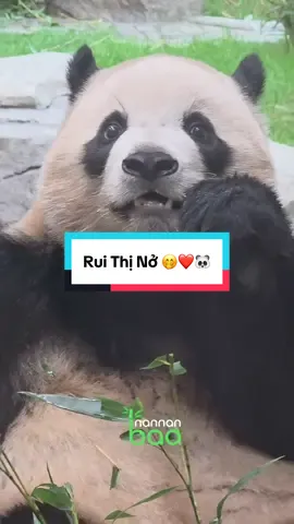5/10/25 Cổ nở quá rồi ghét ghê 😘 #ruibao #gấutrúc #panda #babypanda🐼🐼 #baofamily 