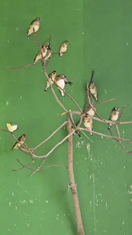 #drbirds #حسون #fyp #trending 