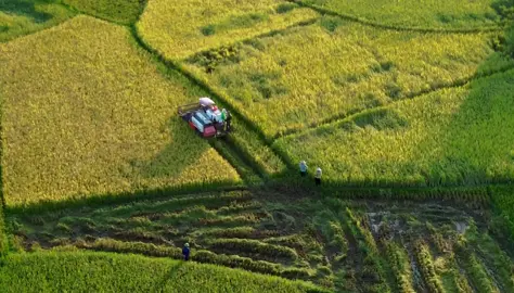 Cánh đồng quê tôi mùa lúa chín 🥰#flycamvietnam #19drones 