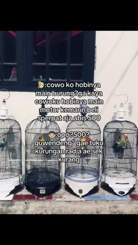 guendeng#kutirsf #lovebirdfighter #lovebirdindonesia 