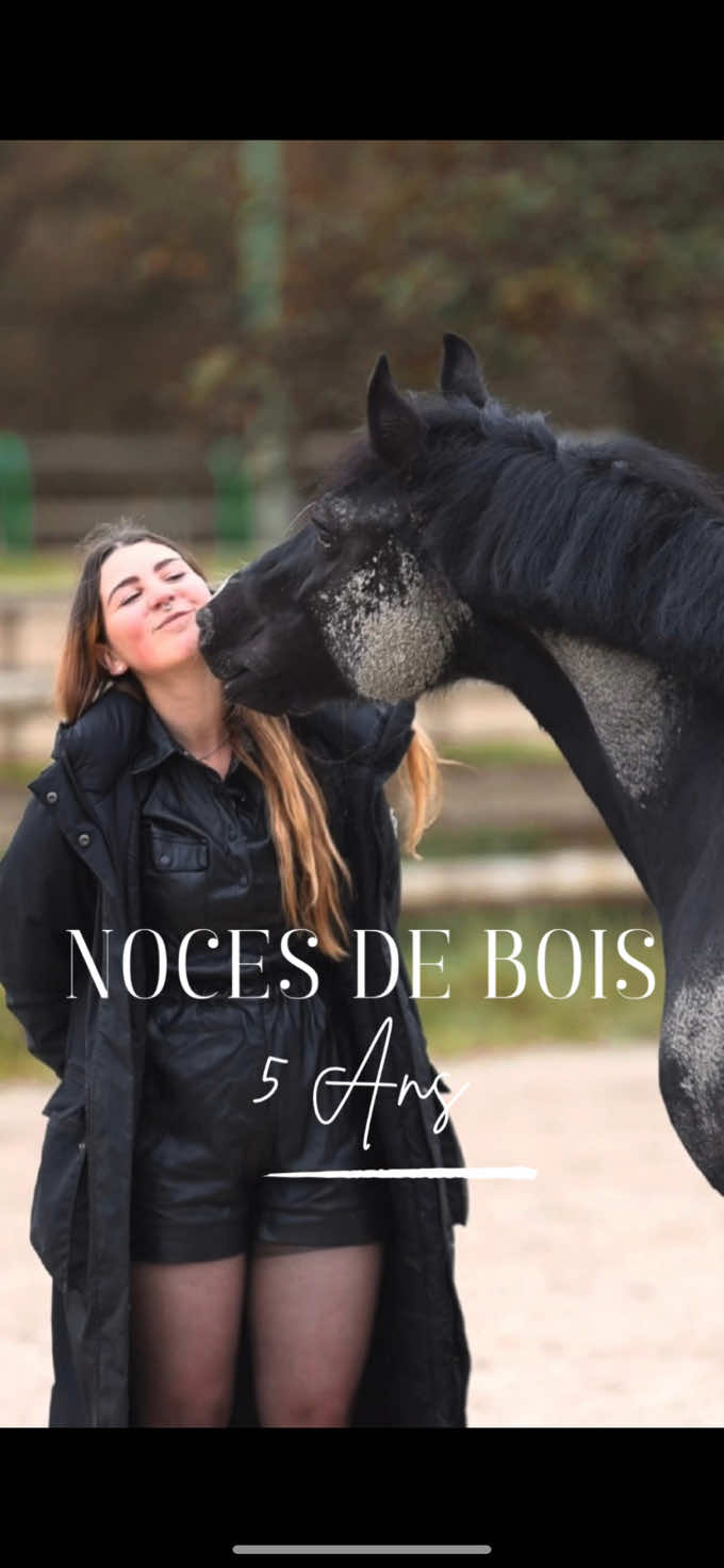 5 ans avec toi, Instan 🖤 Il y a cinq ans, tu rentrais officiellement dans la famille. Toi, poney méfiant, offensif, au corps tendu, au cœur cabossé par des expériences passées que je ne comprenais pas encore. Rien n’était simple. Rien n’était sûr. Tu étais qualifié de « dangereux », nombreux m’ont dit de faire attention, de ne pas trop espérer, d’abandonner. Mais moi, je t’ai vu. Vraiment vu. Sous la peur, sous la défense & l’offense, il y avait une sensibilité immense, une intelligence fine… & une douleur que peu prenaient le temps d’écouter. Alors j’ai choisi de rester. De t’écouter, de t’apprendre que l’humain pouvait aussi être douceur, patience, confiance. Ce ne fut pas sans heurts. Il y a eu des coups de dents & de pieds, des chutes, des accidents, des doutes, des moments de découragement. Des cicatrices, visibles ou non. Mais chaque pas vers moi que tu faisais, chaque regard plus détendu, chaque souffle moins retenu, valait tout l’or du monde. En cinq ans, tu es devenu un autre. Non… tu es devenu toi-même. Celui que tu aurais toujours dû être : un poney bien dans ses sabots, sensible mais capable d’aimer, de jouer, de faire confiance. & moi, à tes côtés, j’ai grandi, appris, persévéré. Te voir t’ouvrir au monde est, sans aucun doute, ma plus belle réussite. Merci, Instan, pour ce que tu es. Pour tout ce que tu m’as appris. Pour cette aventure unique & vraie. Instan mon Abîmé, mon Écorché, mon Incroyable 💎 Nous nous ressemblons... bien plus que ce que je ne l’avais admis jusqu’ici. À nos noces de Bois mon Amour, joyeux 5 ans à Nous & merci d’avoir tout chamboulé ❤️ #Instan#InstanduBasRougeau#Welsh#WelshCob#WelshD