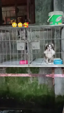 #dogsofttiktok #dogsvideo #furbaby #fyp