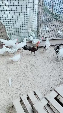 #chick3n #farmlife #fentysuperbrandday #birds 