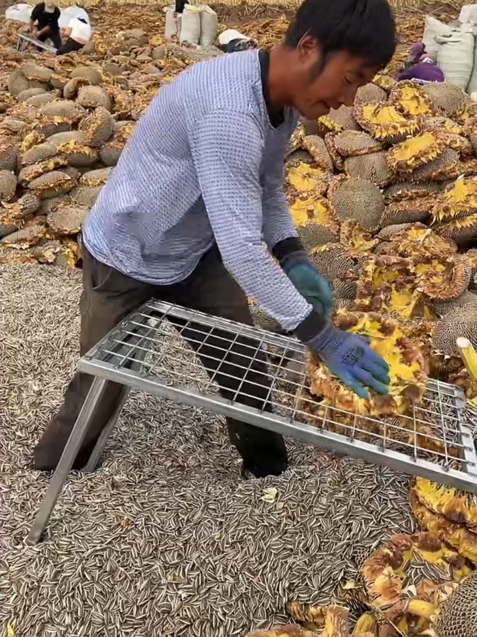 Sunflower Harvest Season 🌻🌾 #SunflowerSeeds #FarmingLife #HarvestSeason #Agriculture #rurallife 
