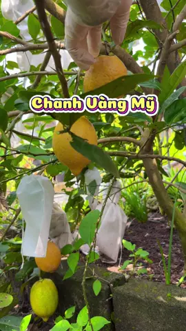 Thu hoạch chanh vàng Mỹ #vuoncuahan #lamvuon #trongrautainha #hanthichtronghoa #chanhvangmy 