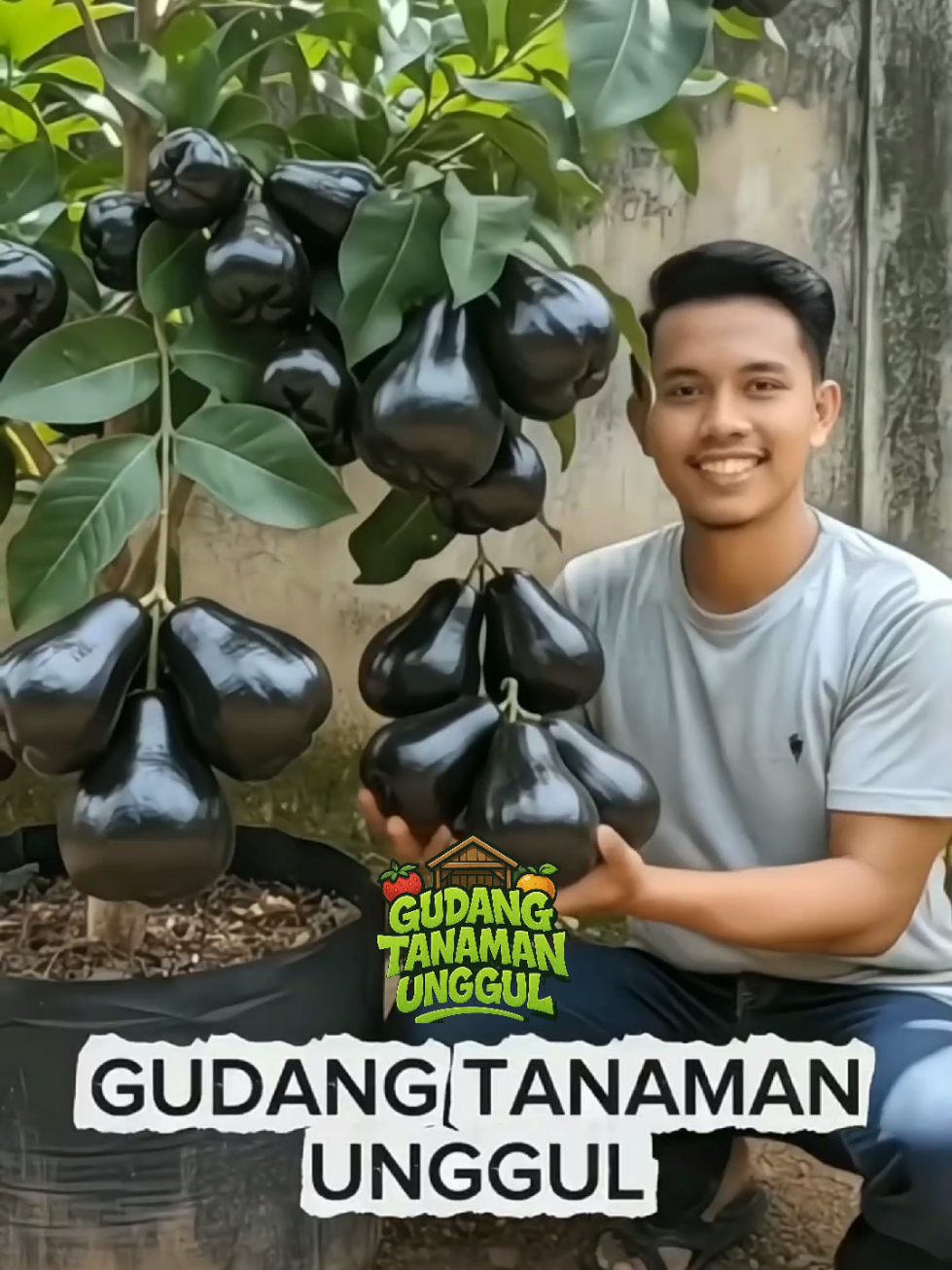 JAMBU AIR HITAM / BLACK GUAVA 😍 bibit nya ready ya kak. langsung cek keranjang kuning 🥰😍 #jambuairhitam #bibitjambuair #jambuair #bibitjambuairhitam #tanaman 