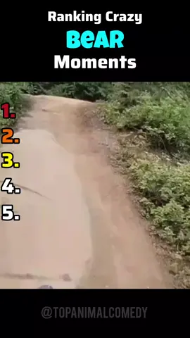 The Craziest Bear Moments 🐻 #fyp #animalvideos #funny 
